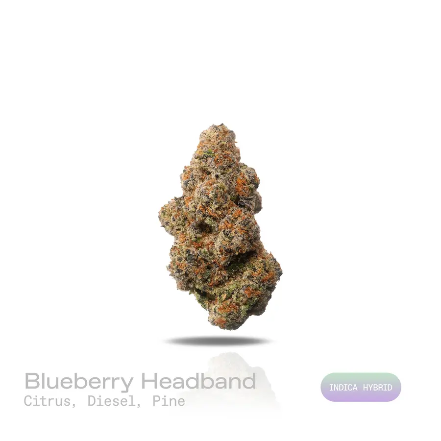 Blueberry Headband THCa Flower (Exotic) (Indica Hybrid)