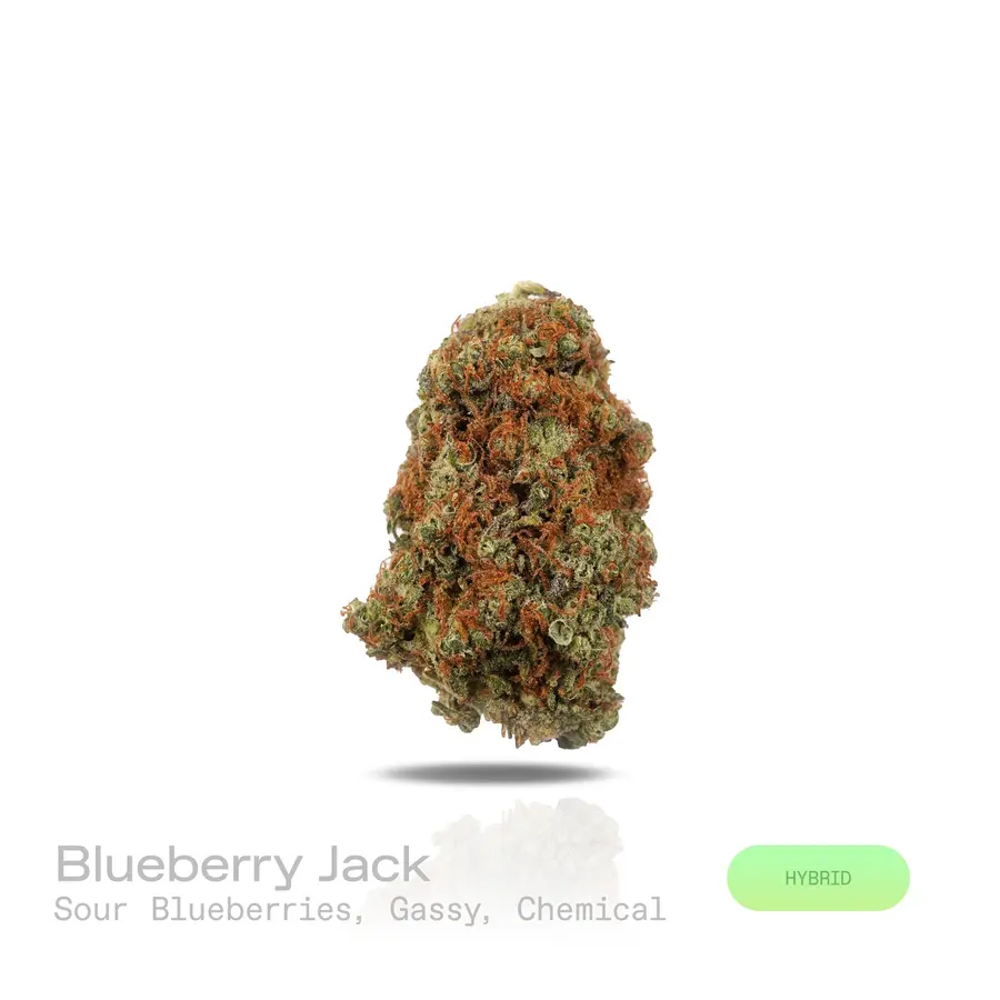 Blueberry Jack THCa Flower (Indoor) (Hybrid)