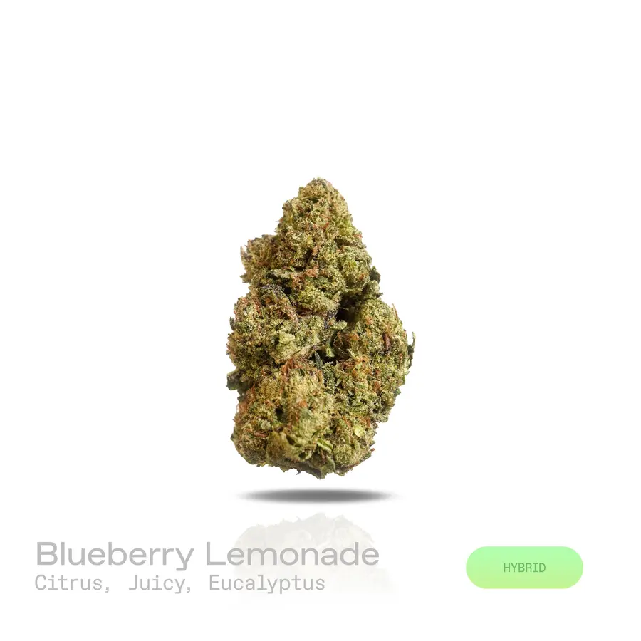 Blueberry Lemonade THCa Flower (Indoor) (Hybrid)