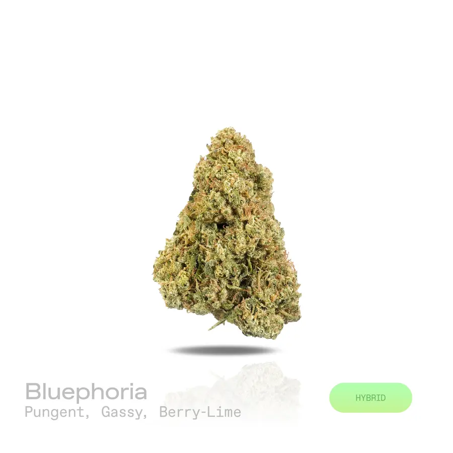 Bluephoria THCa Flower (Indoor) (Hybrid)