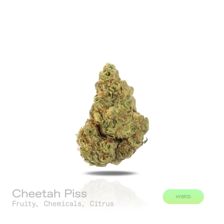 Cheetah Piss THCa Flower (Indoor) (Hybrid)
