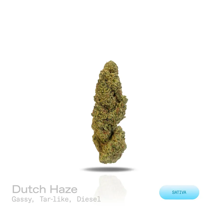 Dutch Haze THCa Flower (Indoor) (Sativa)