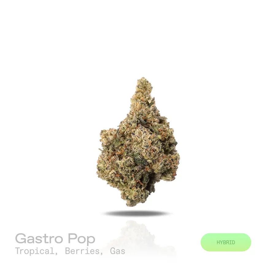 Gastro Pop THCa Flower (Premium Indoor) (Hybrid)