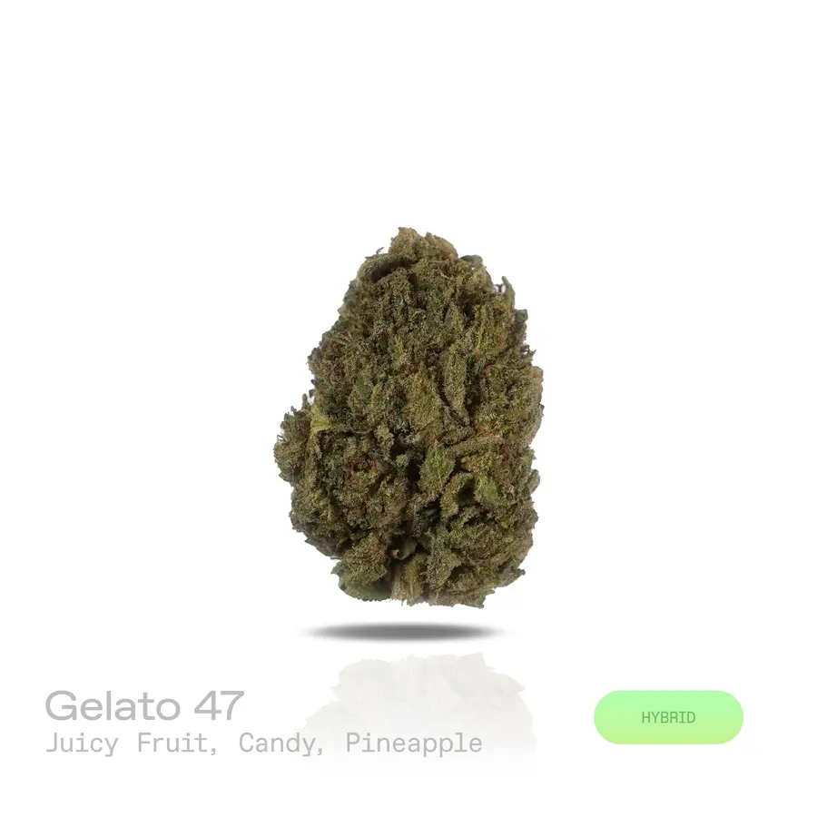 Gelato 47 THCa Flower (Indoor) (Hybrid)