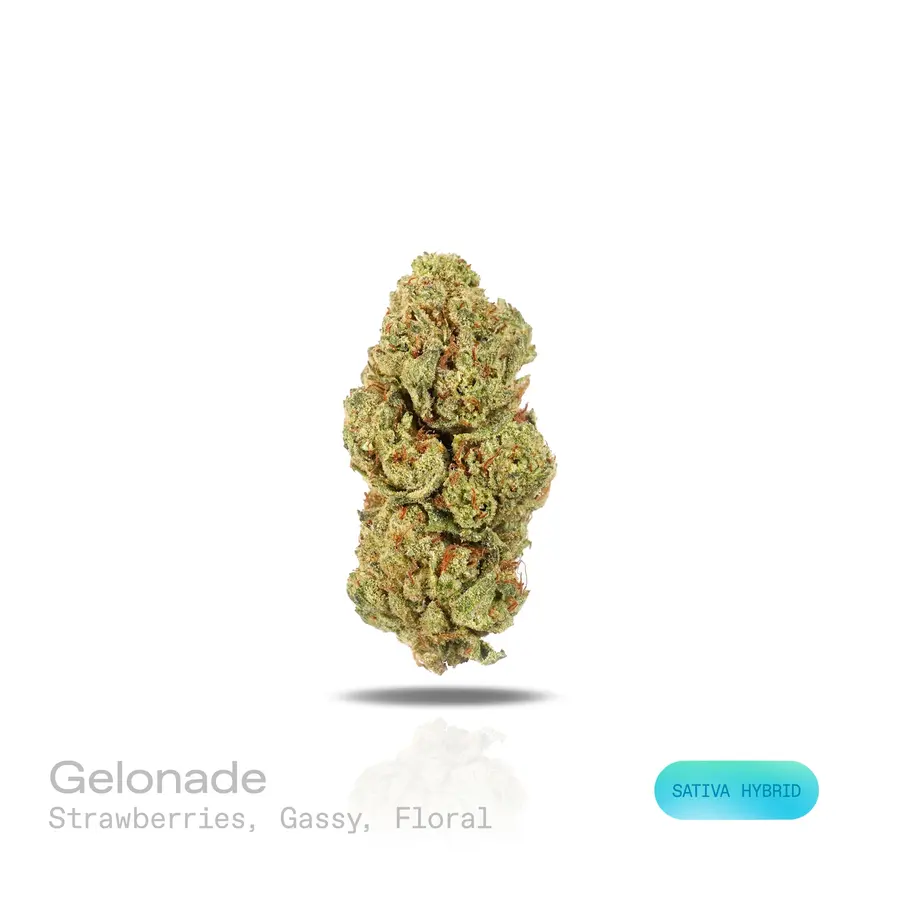 Gelonade THCa Flower (Indoor) (Sativa Hybrid)