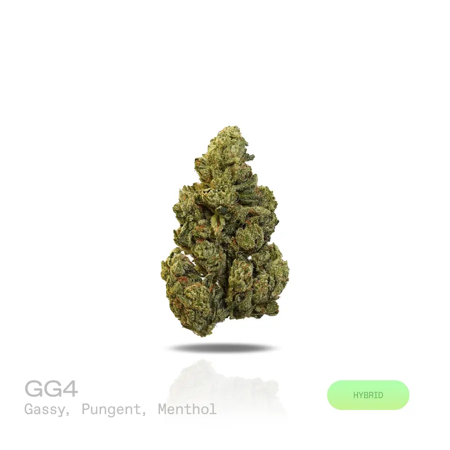 GG4 THCa Flower (Indoor) (Hybrid)
