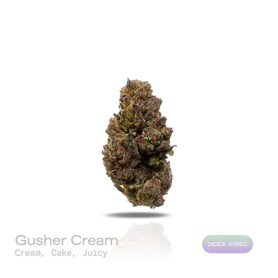 Gusher Cream THCa Flower (Indoor) (Indica Hybrid)