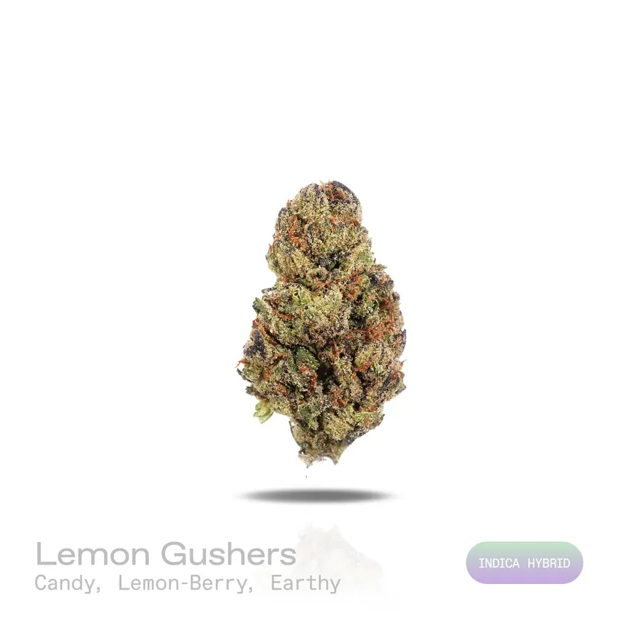 Lemon Gushers THCa Flower (Indoor) (Indica Hybrid)