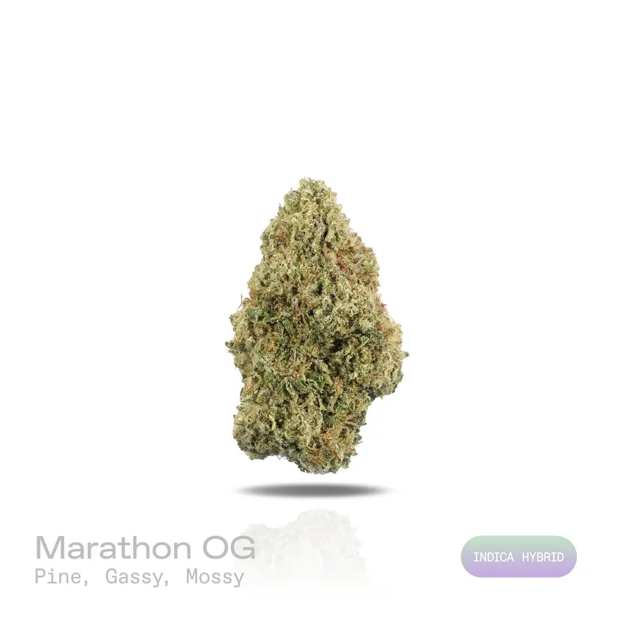 Marathon OG THCa Flower (Indoor) (Indica Hybrid)