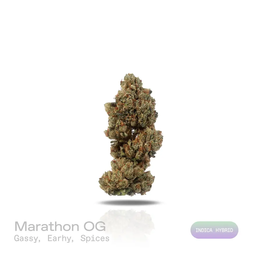 Marathon OG THCa Flower (Premium Indoor) (Indica Hybrid)
