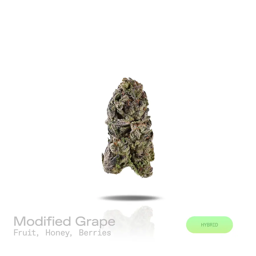 Modified Grape THCa Flower (Indoor) (Hybrid)