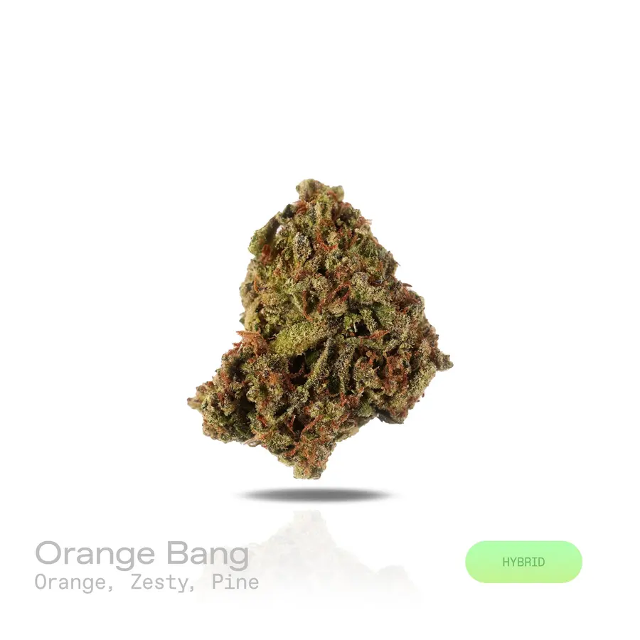 Orange Bang THCa Flower (Indoor) (Hybrid)