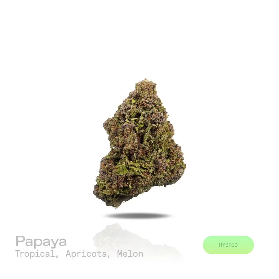Papaya THCa Flower (Indoor) (Hybrid)