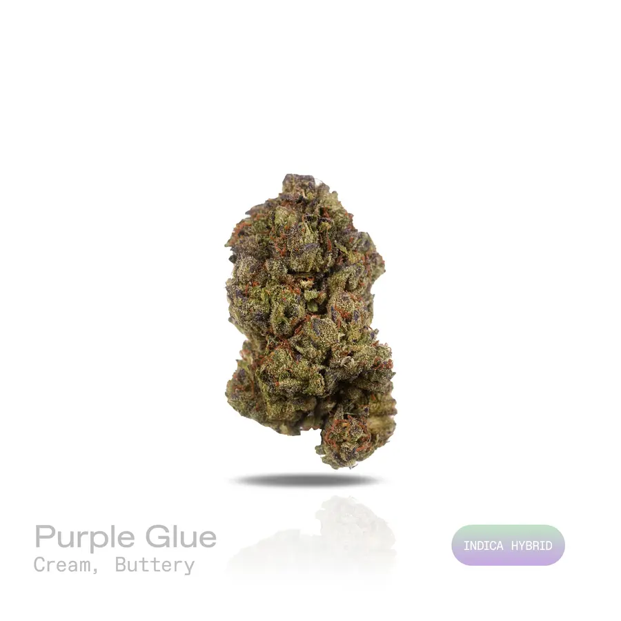 Purple Glue THCa Flower (Indoor) (Indica Hybrid)