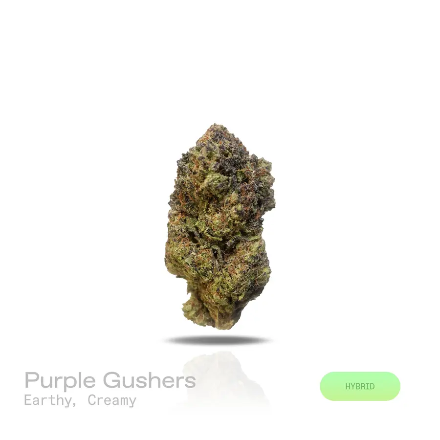Purple Gusher THCa Flower (Indoor) (Hybrid)