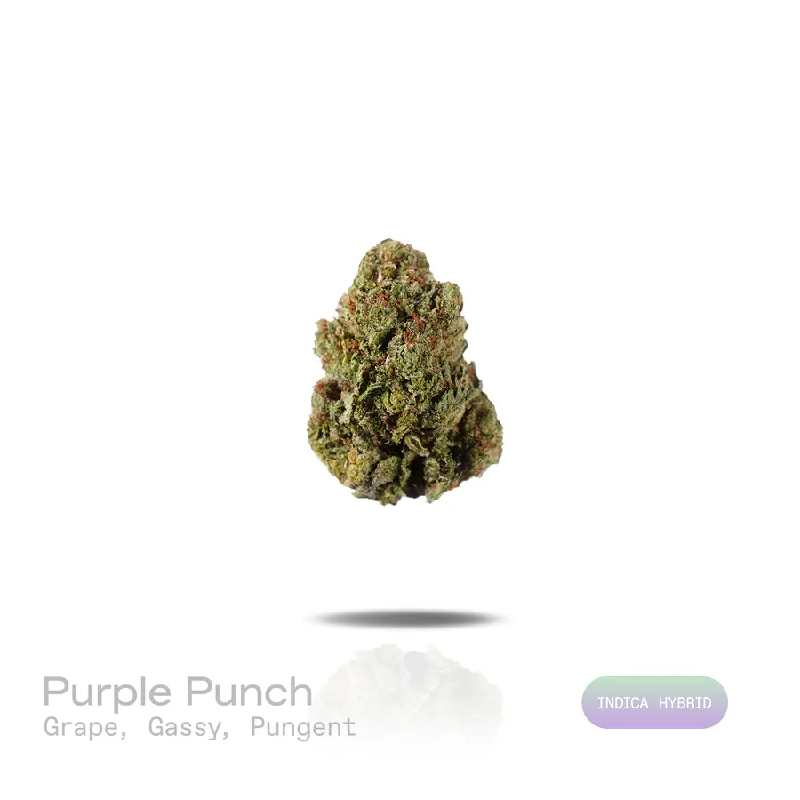 Purple Punch THCa Flower (Indoor) (Indica Hybrid)