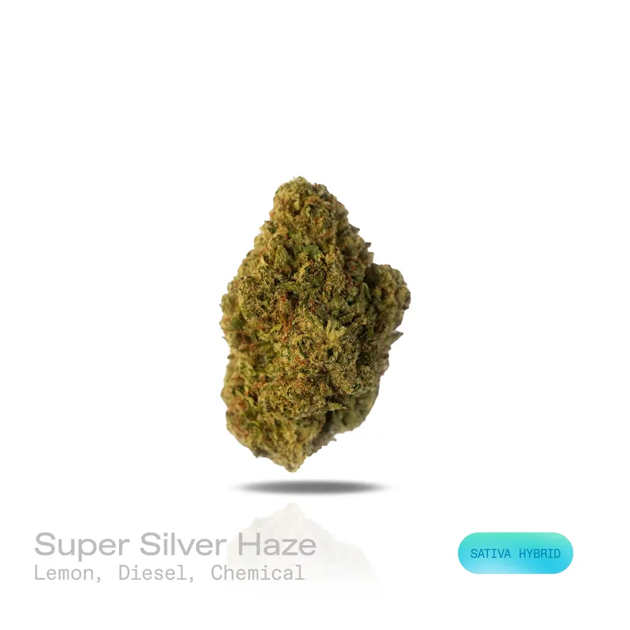 Super Silver Haze THCa Flower (Indoor) (Sativa Hybrid)