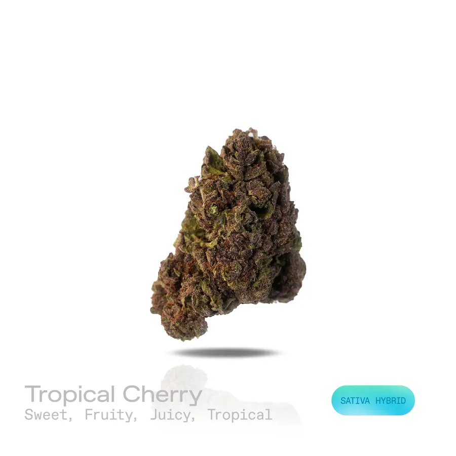 Tropical Cherry THCa Flower (Indoor) (Sativa Hybrid)
