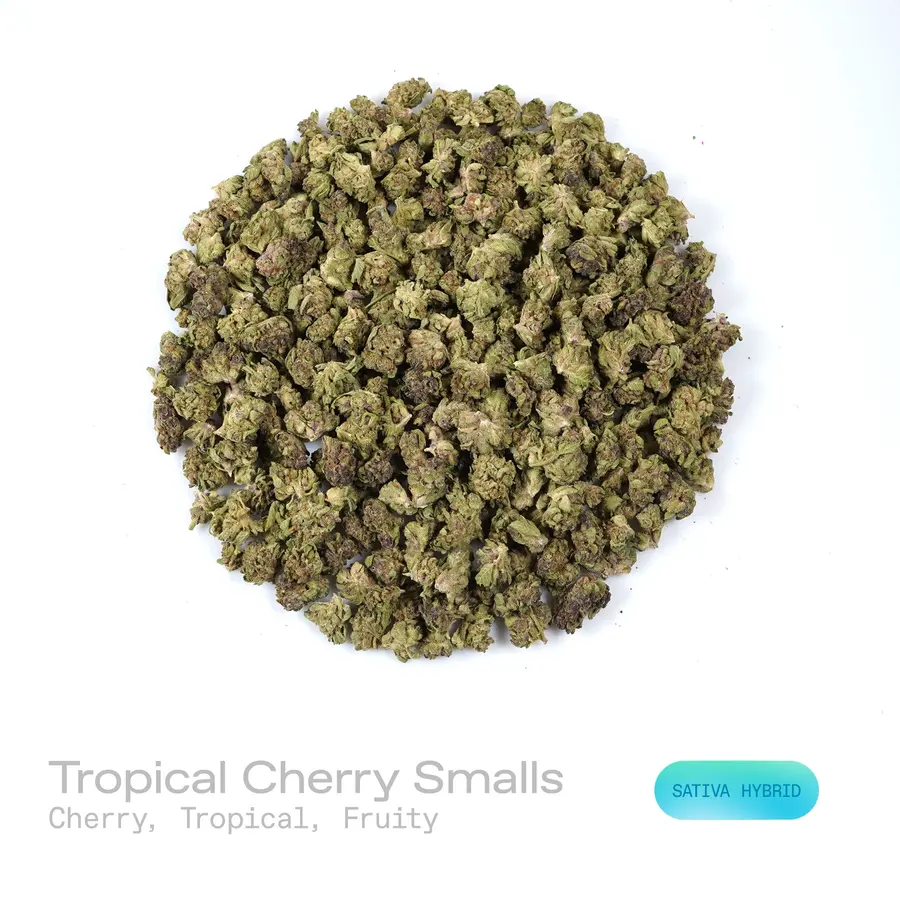 Tropical Cherry THCa Flower (Indoor) (Sativa Hybrid)