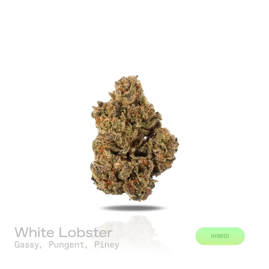 White Lobster THCa Flower (Premium Indoor) (Hybrid)