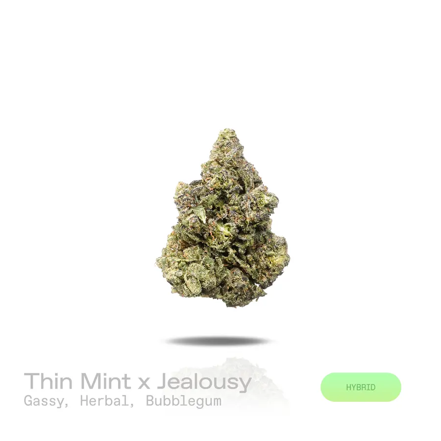 Thin Mint x Jealousy THCa Flower (Premium Indoor) (Hybrid)