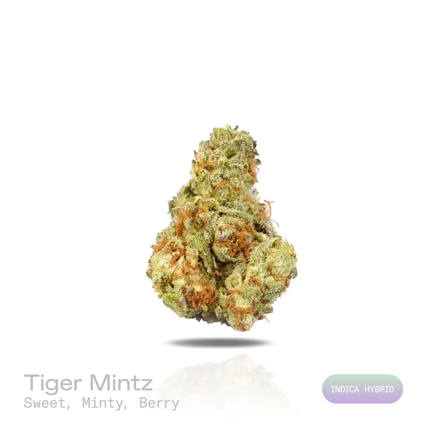 Tiger Mintz THCa Flower (Indoor) (Indica Hybrid)