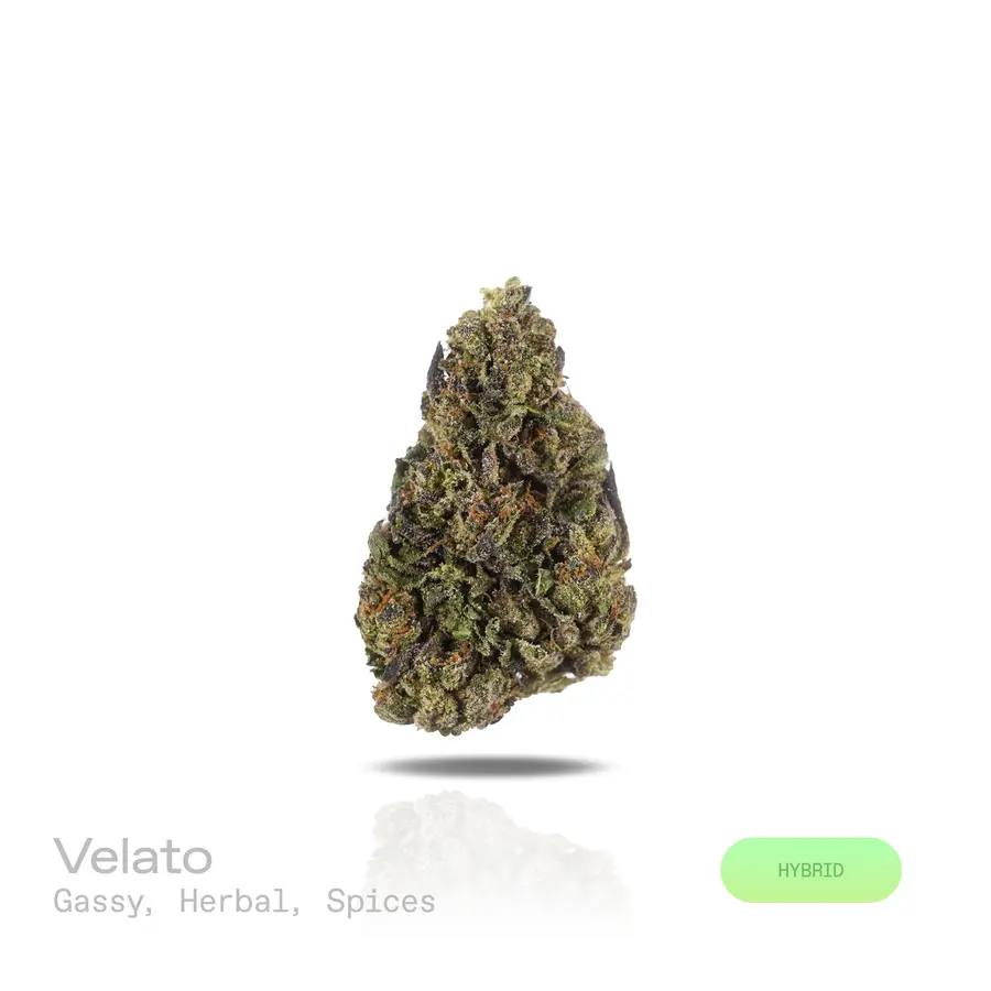 Velato THCa Flower (Indoor) (Hybrid)