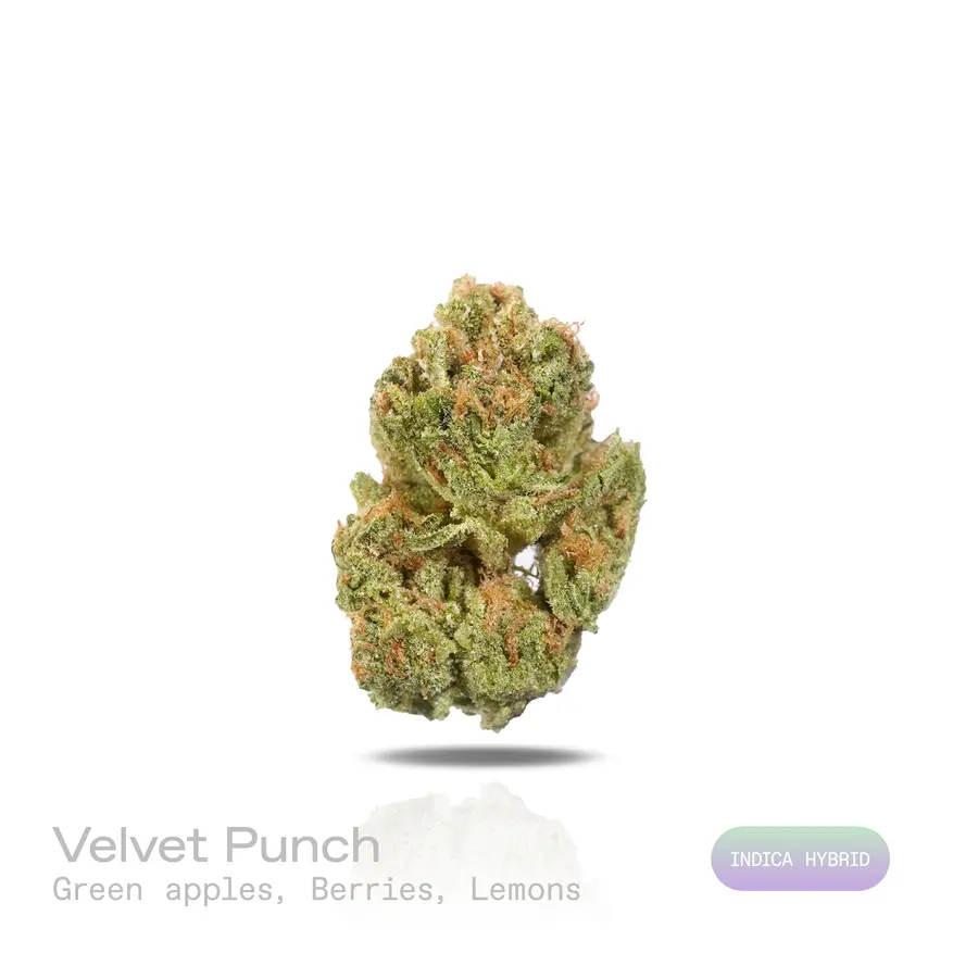 Velvet Punch THCa Flower (Indoor) (Indica Hybrid)